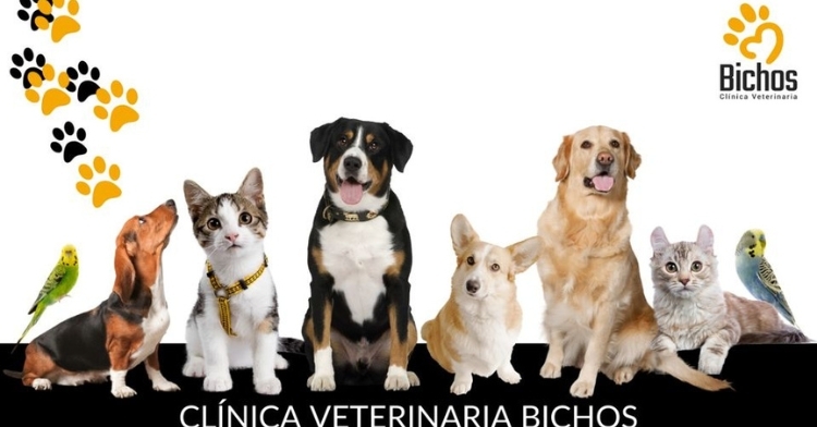 Clínica Veterinaria Bichos: Compromiso con la Excelencia en Salamanca