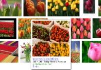 Google Images celebra sus 10.000 millones de imágenes indexadas con un rediseño