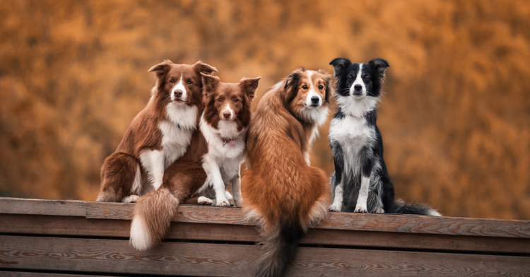 Saladogs: tienda online cosmética canina